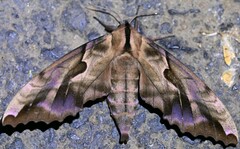 Phyllosphingia