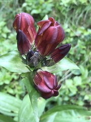 Gentiana purpurea