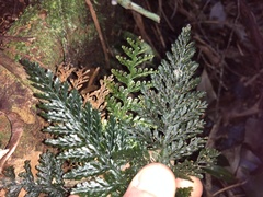 Trichomanes obscurum