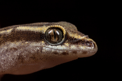 Saurodactylus brosseti