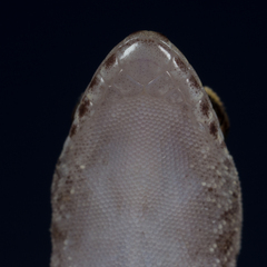 Saurodactylus brosseti