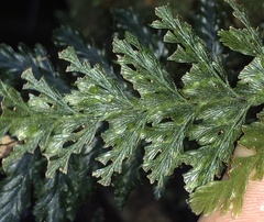 Trichomanes obscurum