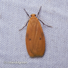 Paralithosia shaowuica