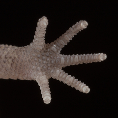Saurodactylus brosseti