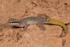 Saurodactylus brosseti