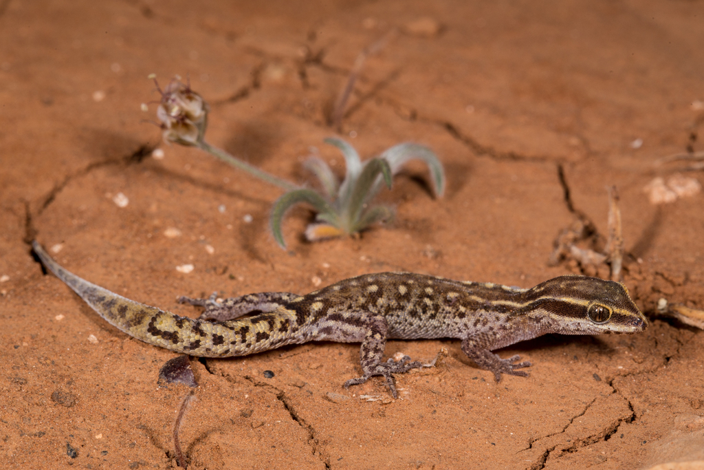 Morocco Lizard-Fingered Gecko