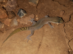 Saurodactylus brosseti
