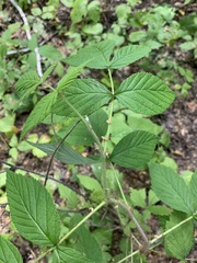 Rubus sachalinensis