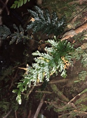 Trichomanes obscurum