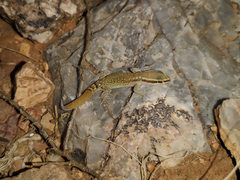 Saurodactylus brosseti