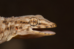 Tarentola boehmei
