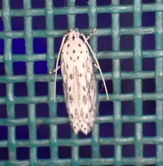Ethmia confusella