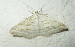 Chiasmia furcata