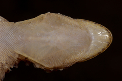 Tarentola boehmei