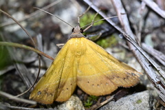 Hemeroplanis scopulepes