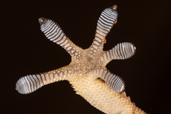 Tarentola boehmei