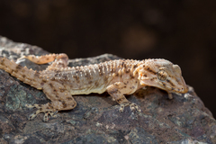 Tarentola boehmei