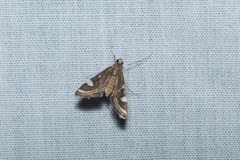 Strepsinoma croesusalis