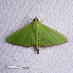 Parotis punctiferalis