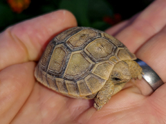 Testudo graeca