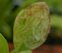 Phytomyza horticola