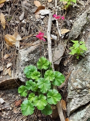 Heuchera sanguinea
