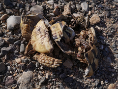 Testudo graeca