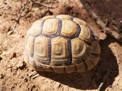 Testudo graeca