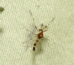 Coelotanypus tricolor