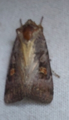 Adelphagrotis stellaris