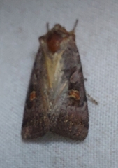 Adelphagrotis stellaris