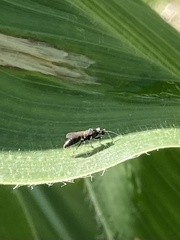 Pteromalus