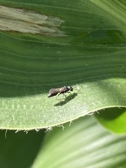 Pteromalus
