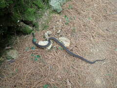 Achalinus formosanus formosanus