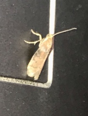 Sciota rubrisparsella