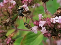Physocephala rufipes