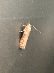 Sciota rubrisparsella