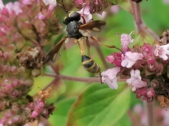 Physocephala rufipes