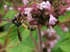 Physocephala rufipes