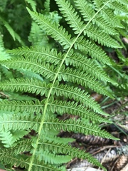 Oreopteris limbosperma