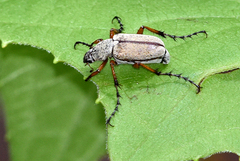 Macrodactylus uniformis
