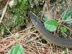 Achalinus formosanus formosanus