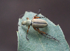 Macrodactylus uniformis