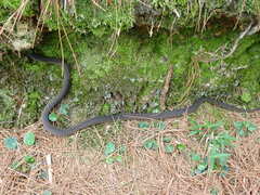 Achalinus formosanus formosanus