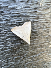 Macrochilo louisiana