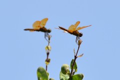 Perithemis intensa