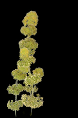 Nitella hyalina