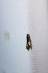 Monopis dorsistrigella