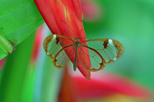 Thick-tipped Greta