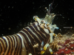 Gnathophyllum americanum